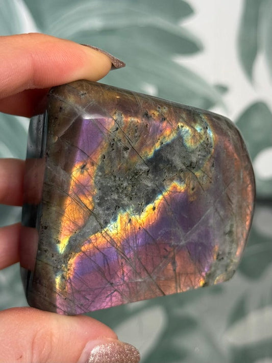 Labradoriet op standvlak #no.138