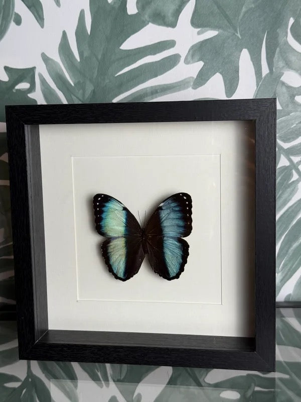🦋 Vlinder in lijst – Morpho Achilles (Blue Morpho)