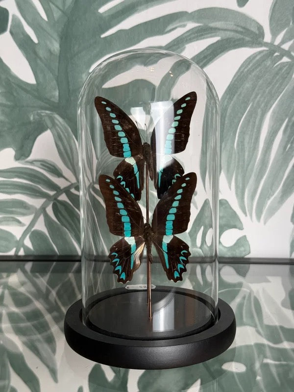🦋 Vlinder in stolp – Graphium Serpedon (Common Bluebottle)
