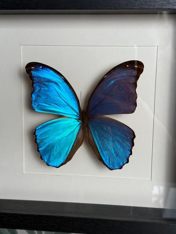 🦋 Vlinder in lijst – Morpho Didus (Giant Blue Morpho)