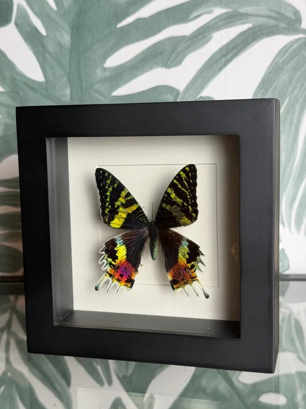 🦋 Vlinder in lijst – Chrysiridia Rhipheus (Madagascar Sunset Moth)