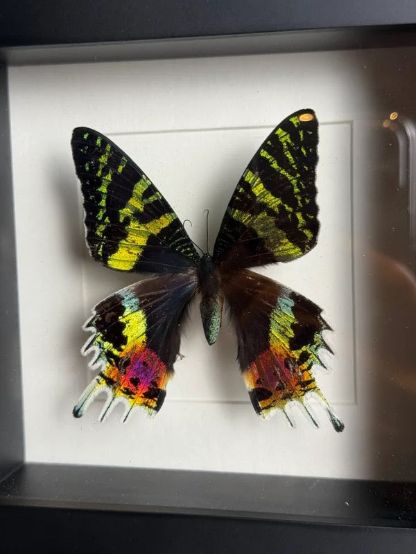 🦋 Vlinder in lijst – Chrysiridia Rhipheus (Madagascar Sunset Moth)