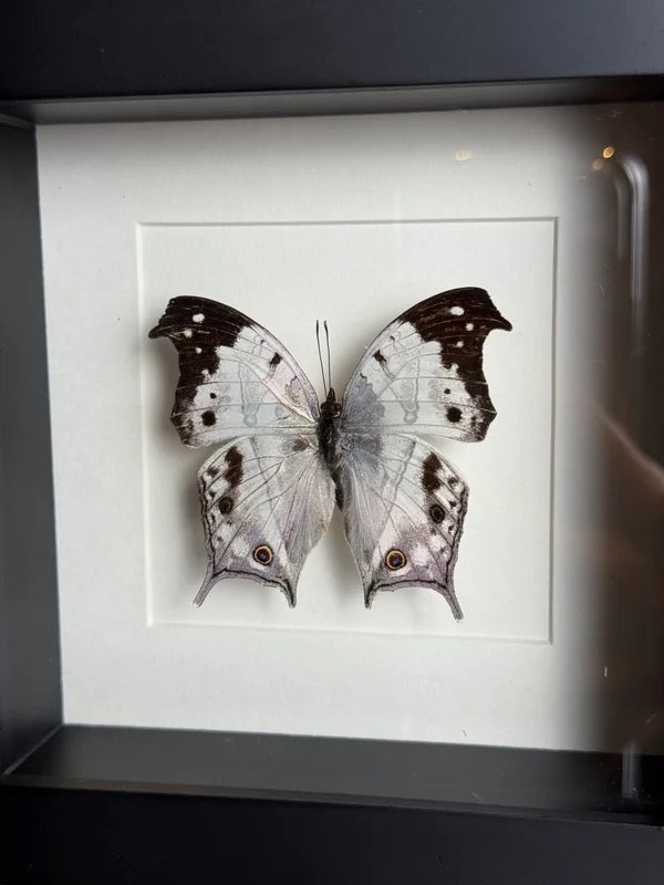 🦋 Vlinder in lijst – Salamis Duprei (Madagascar Mother-of-Pearl)