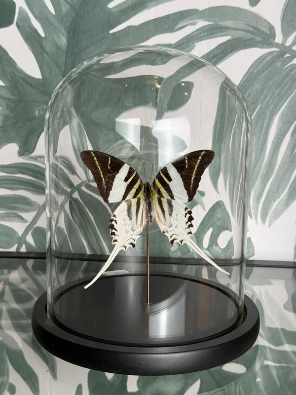 🦋 Vlinder in stolp – Graphium Adrocles (Great Zebra Swallowtail)