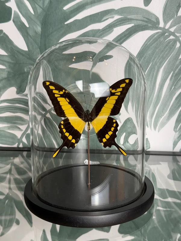 🦋 Vlinder in stolp – Papilio Thoas (Thoas Swallowtail)