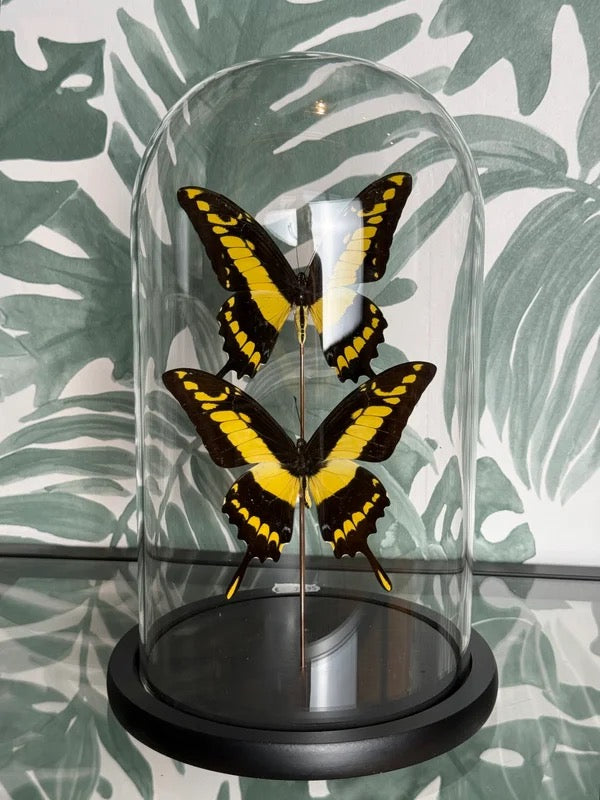 🦋 Vlinders in stolp – Papilio Thoas (Thoas Swallowtail)