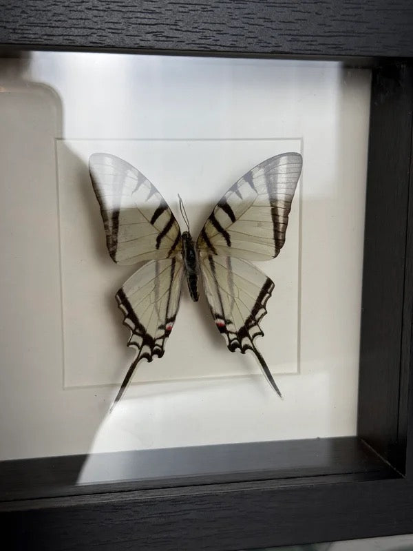 🦋 Vlinder in lijst – Graphium Antiphates (Five-Bar Swordtail)