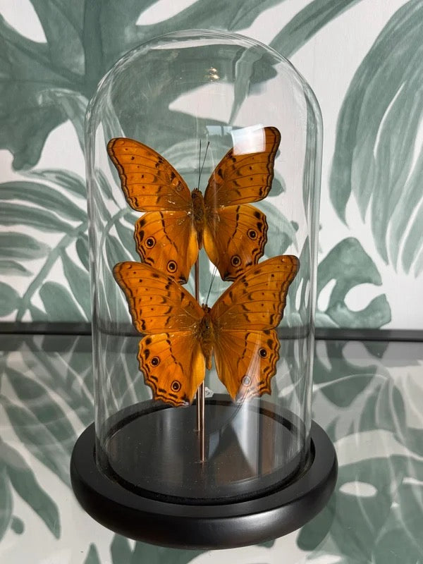 🦋 Vlinder in stolp – Vindula Arsinoe (Cruiser)