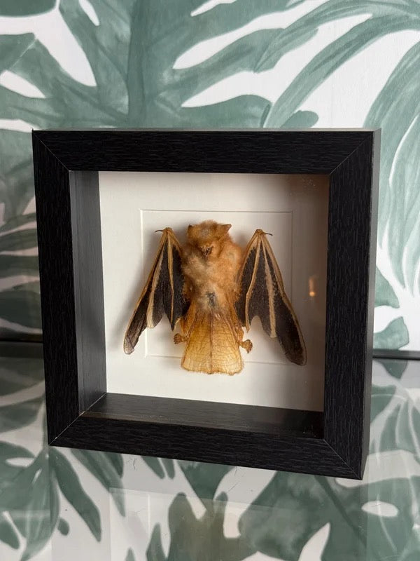🦇 Vleermuis in lijst – natuurlijke wanddecoratie