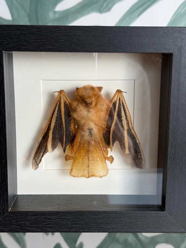🦇 Vleermuis in lijst – natuurlijke wanddecoratie