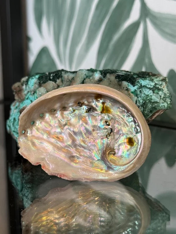 π Abalone schelp natuurlijk S β bescherming & emotionele balans