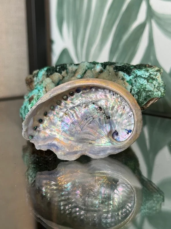 đ Abalone schelp paars (geverfd) XS â bescherming & emotionele balans