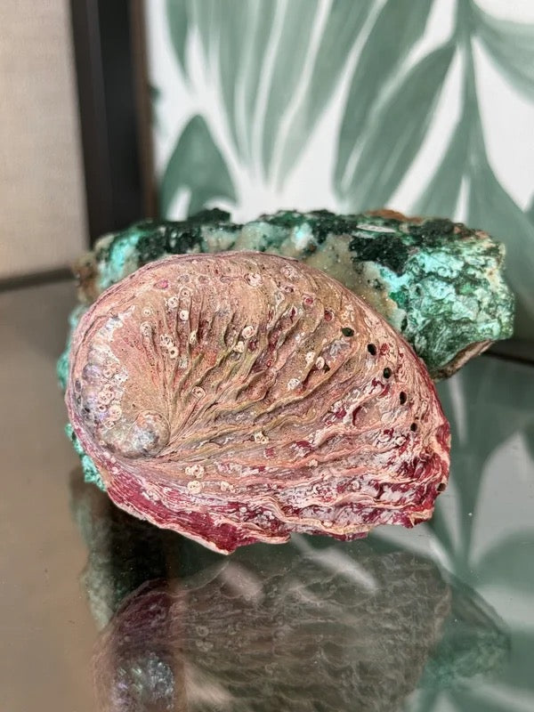 đ Abalone schelp roze (geverfd) S â bescherming & emotionele balans