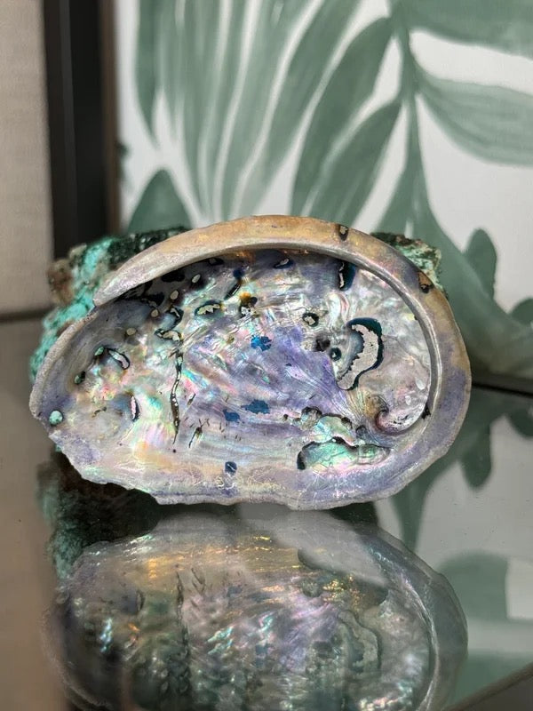 đ Abalone schelp paars (geverfd) S â bescherming & emotionele balans