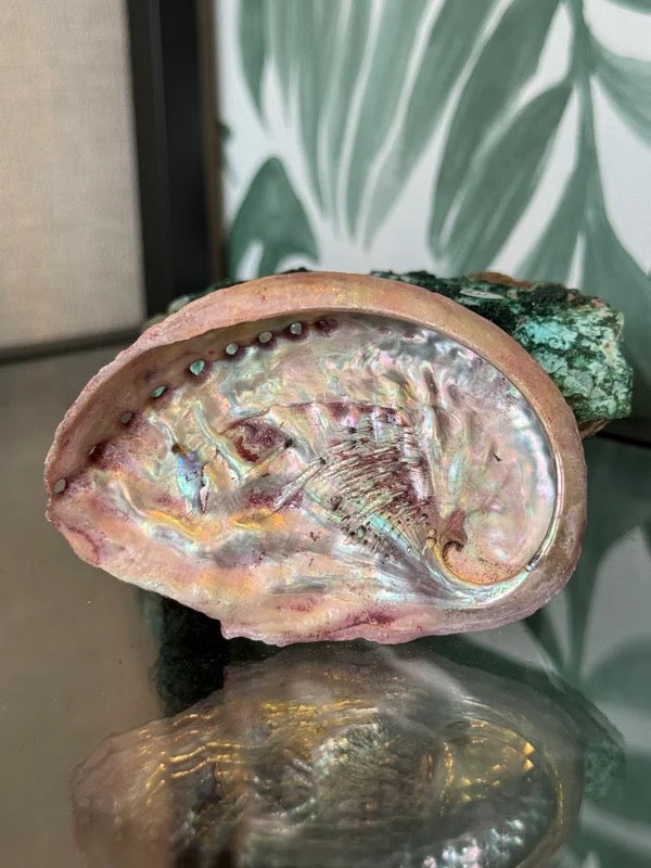 đ Abalone schelp roze (geverfd) M â bescherming & emotionele balans
