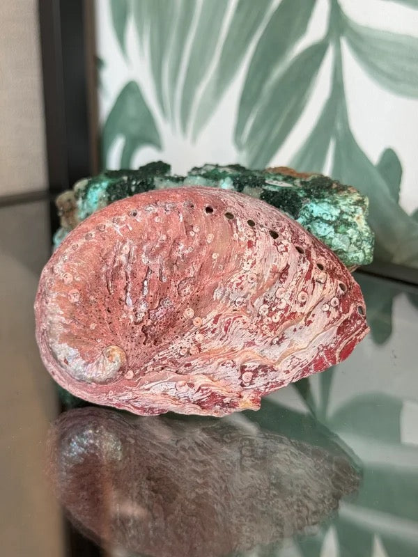 đ Abalone schelp roze (geverfd) M â bescherming & emotionele balans