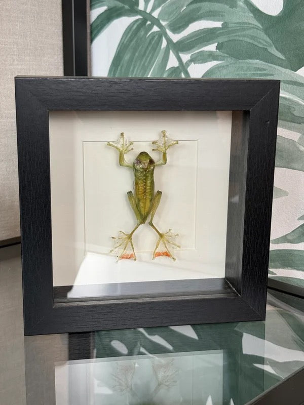 đ¸ Kikker in lijst â natuurlijke wanddecoratie