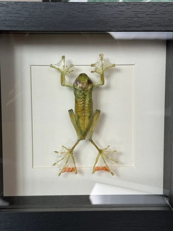 đ¸ Kikker in lijst â natuurlijke wanddecoratie