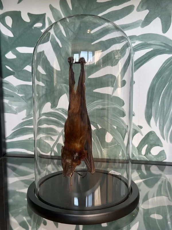 Vleermuis in stolp 20 cm