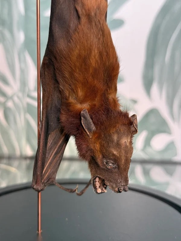 Vleermuis in stolp 20 cm