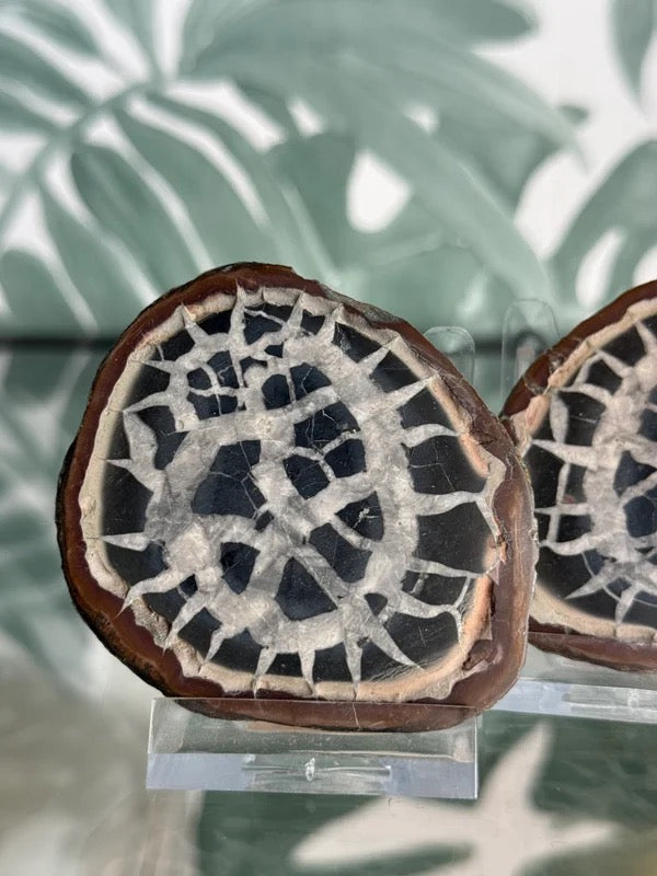 Septarie geode paar #no.5