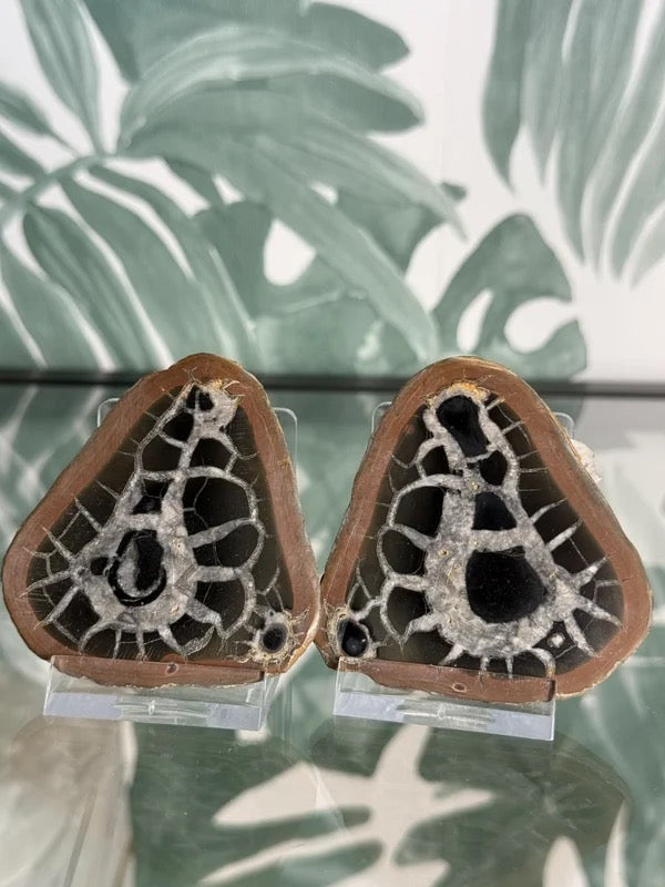 Septarie geode paar #no.4