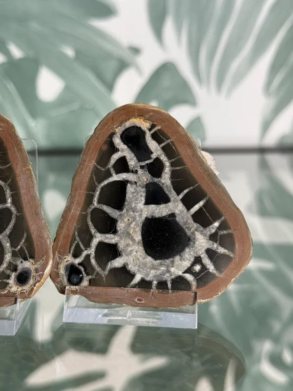 Septarie geode paar #no.4