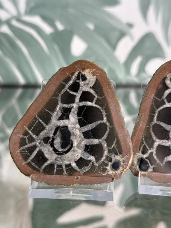 Septarie geode paar #no.4