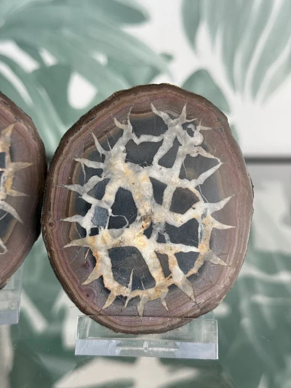 Septarie geode paar #no.1