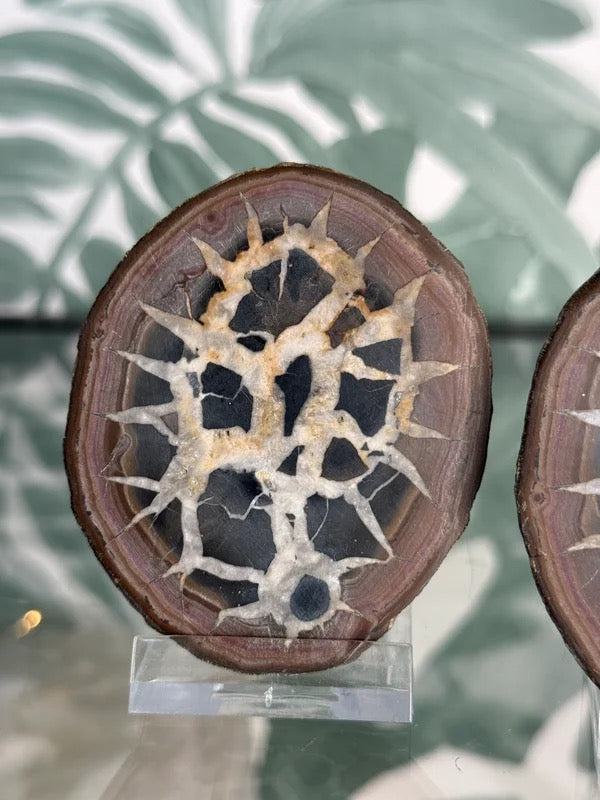 Septarie geode paar #no.1