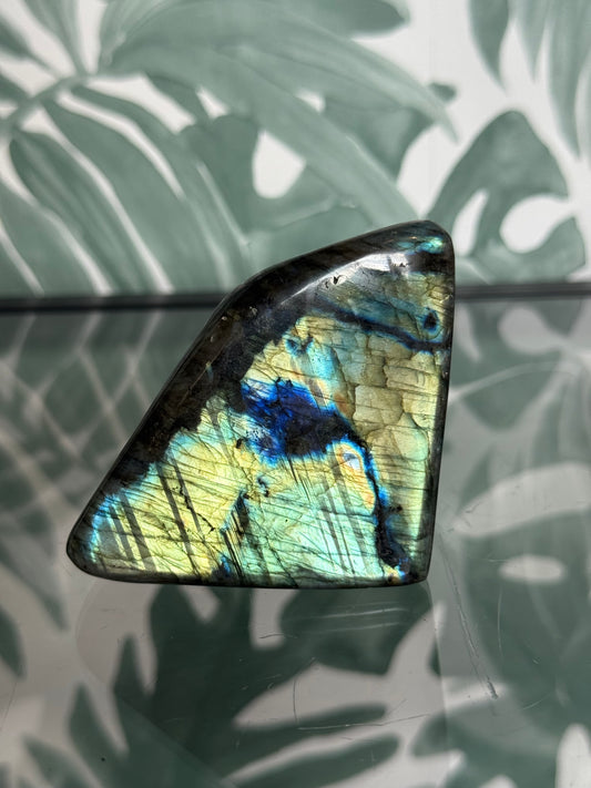 Labradoriet op standvlak #no.8