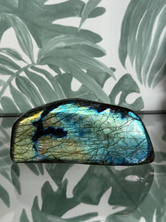 Labradoriet op standvlak #no.3