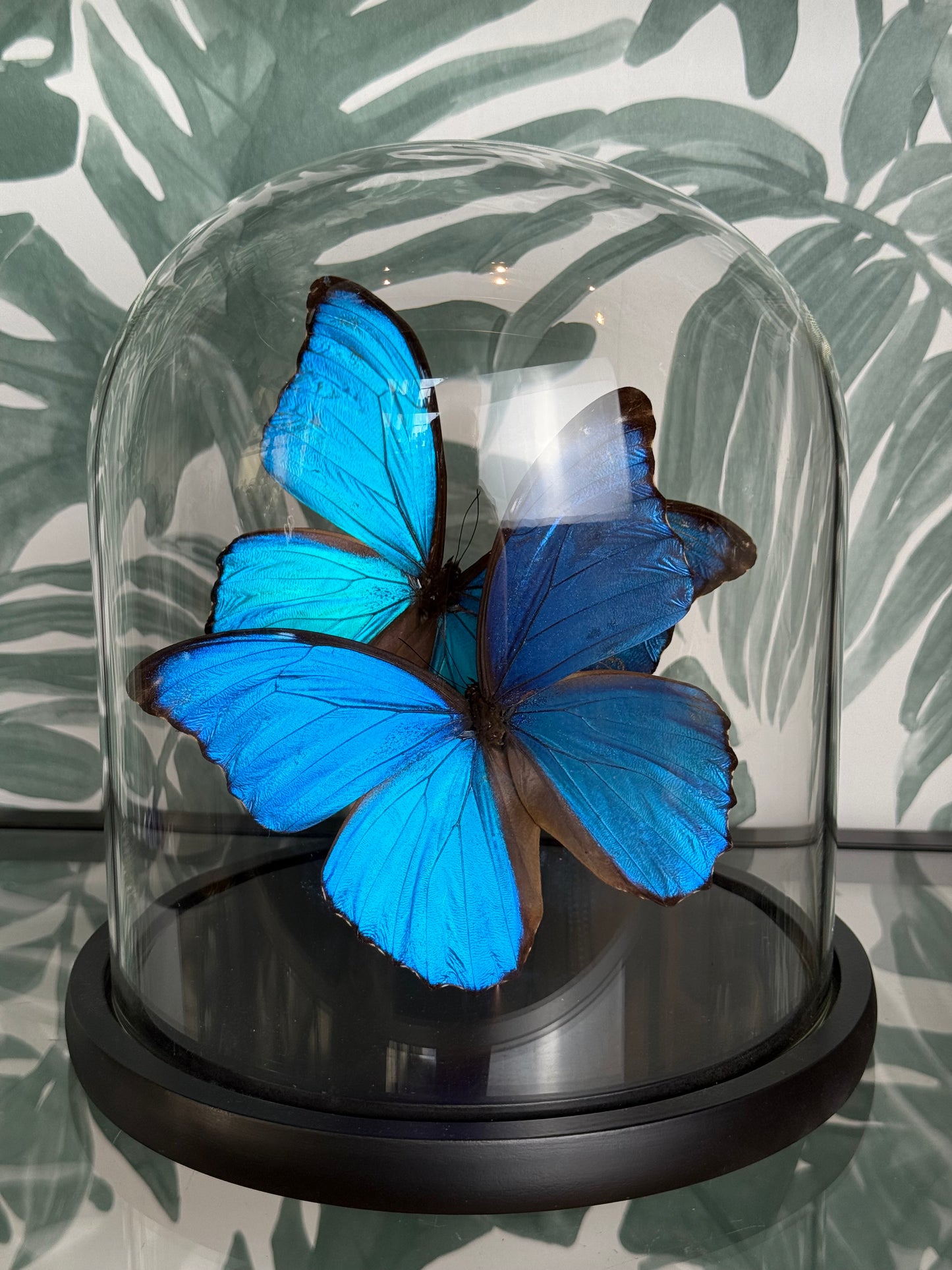 🦋 Vlinders in stolp - Morpho Didus (Giant Blue Morpho)