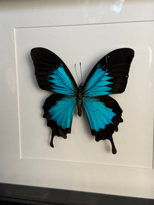 Papilio Ulysses Vlinder in Lijst – Vrijheid & Verandering