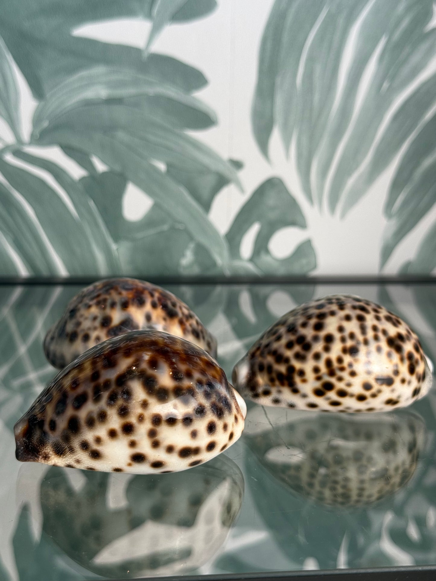 Tijgerkauri schelp