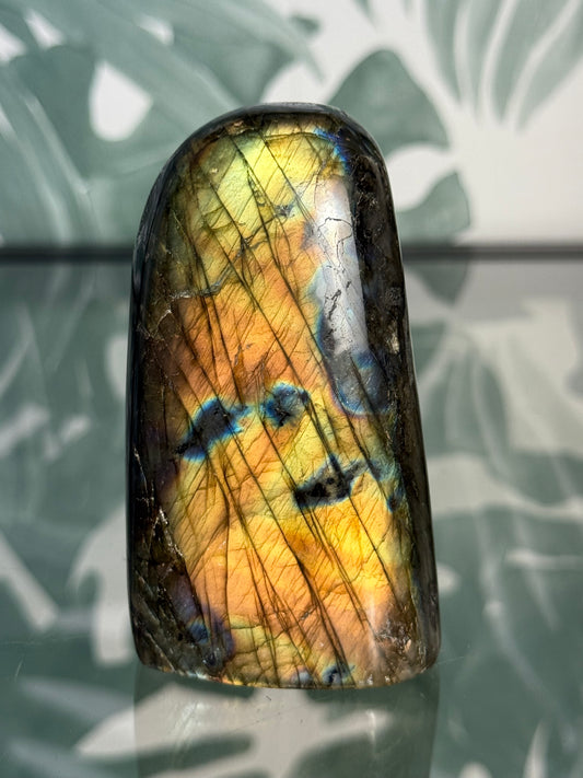 Labradoriet op standvlak #no.68