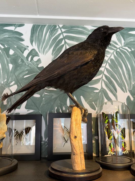 Opgezette kraai op houten standaard - ENKEL OPHALEN