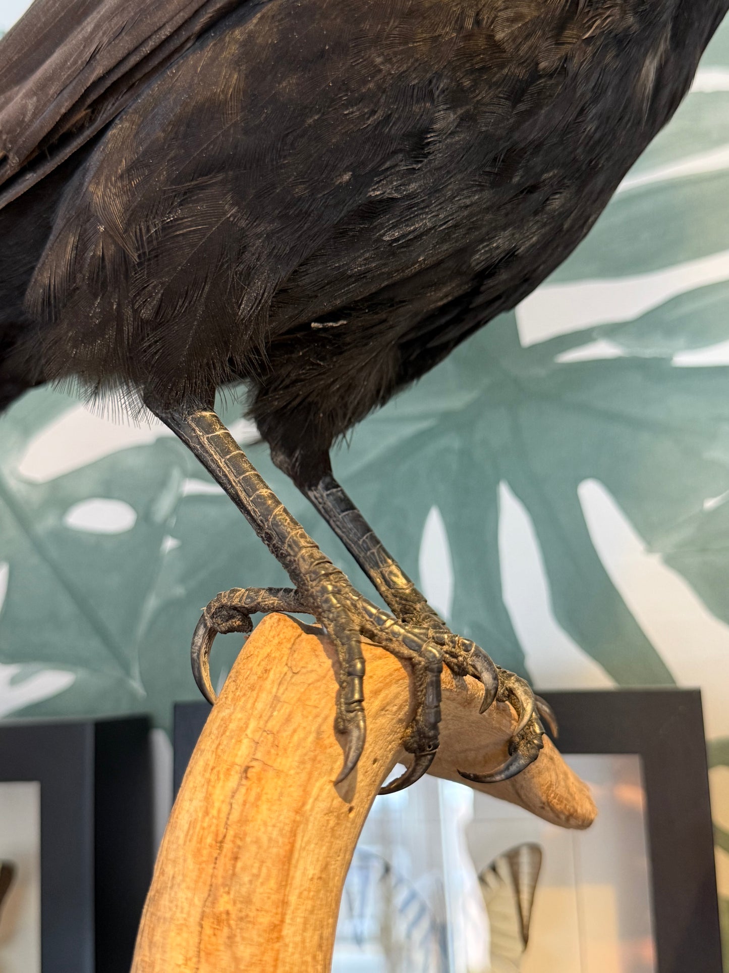 Opgezette kraai op houten standaard - ENKEL OPHALEN