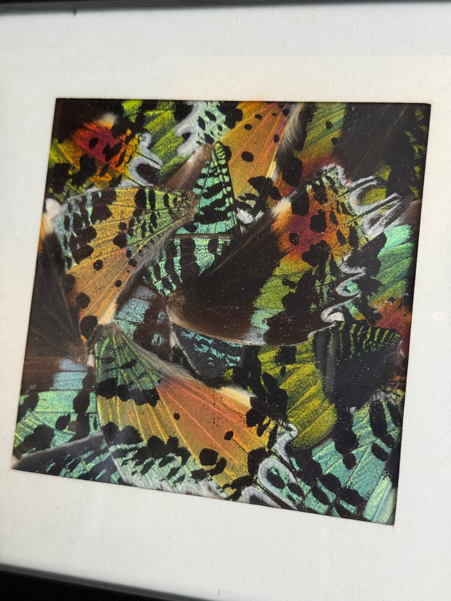 🦋 Ingelijste vlindervleugels - 16 x 16