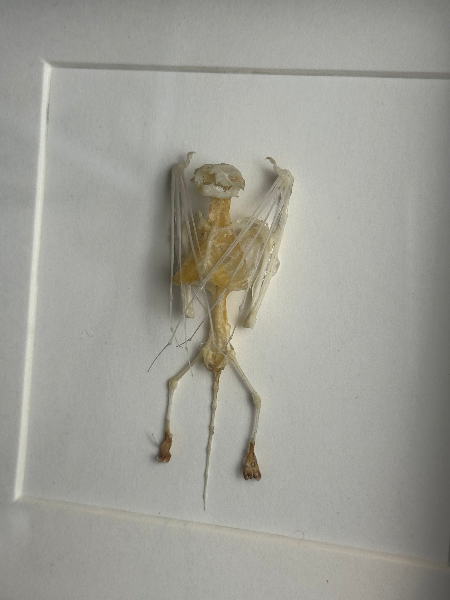 Skelet vleermuis ingelijst - 16 x 16