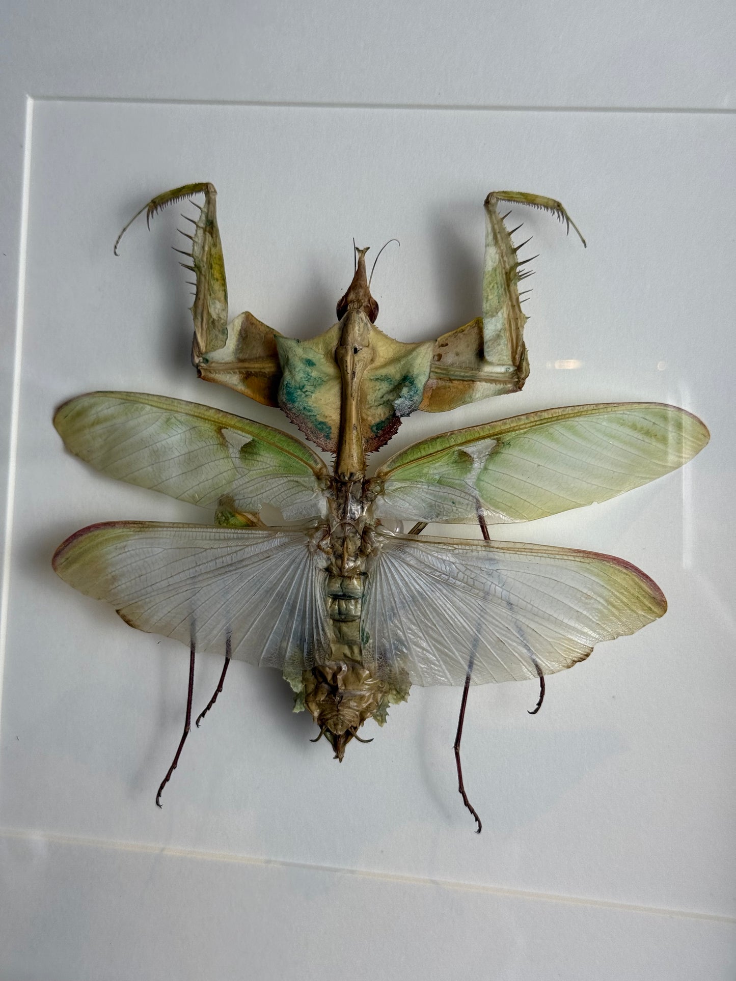 Ingelijste duivelsbloembidsprinkhaan - 25 x 25 cm