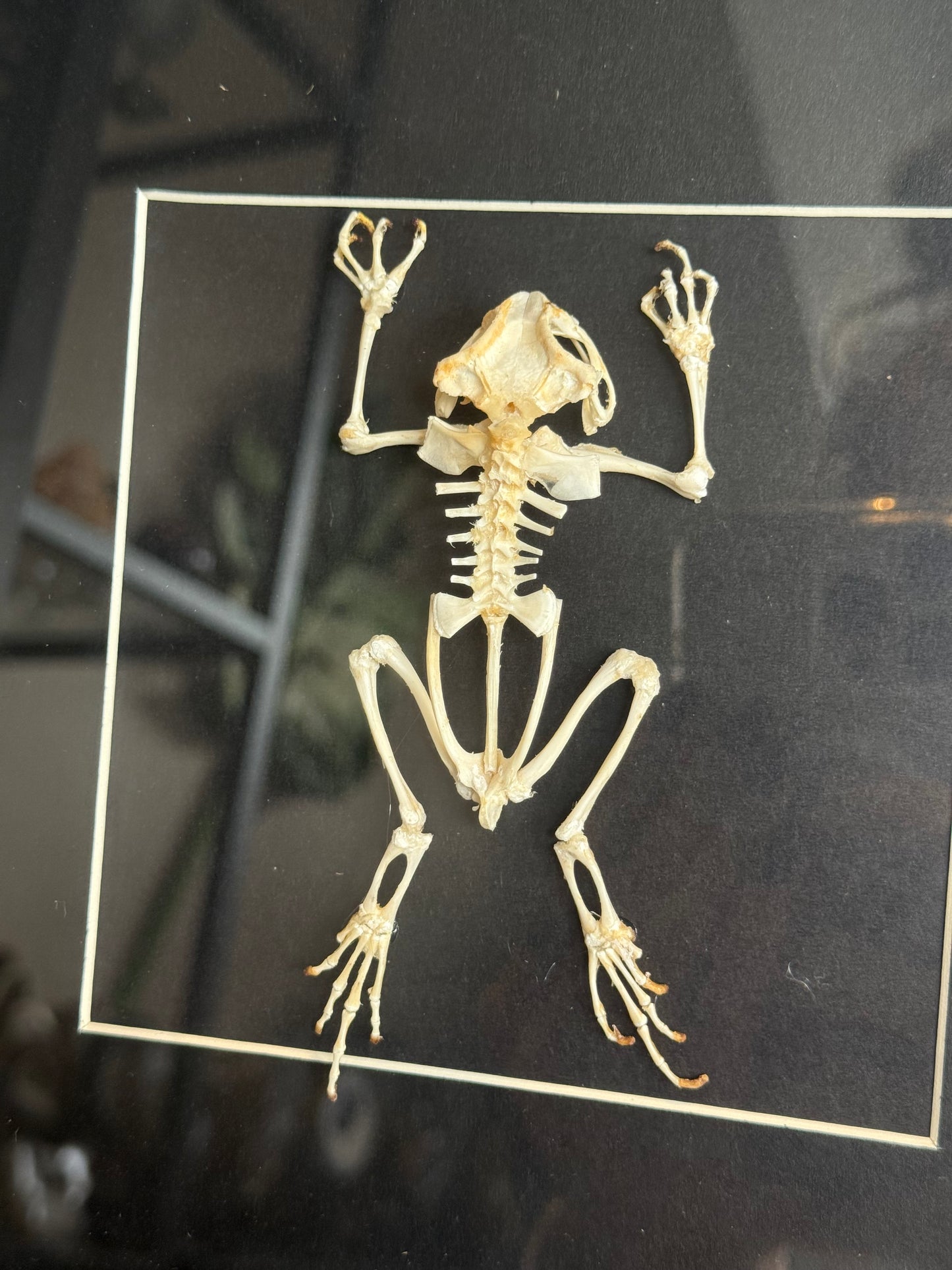 Skelet pad ingelijst - 25 x 25