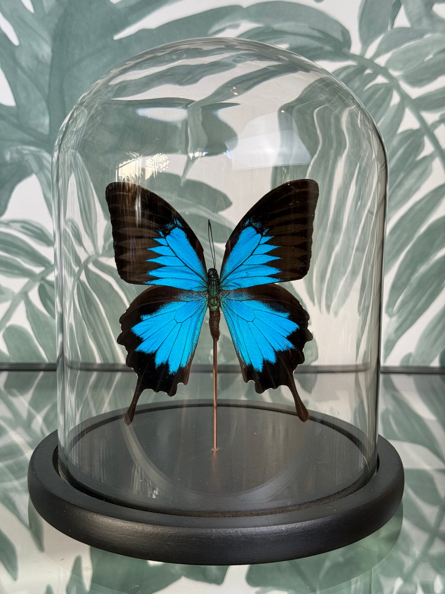 🦋 Vlinder in stolp – Papilio ulysses