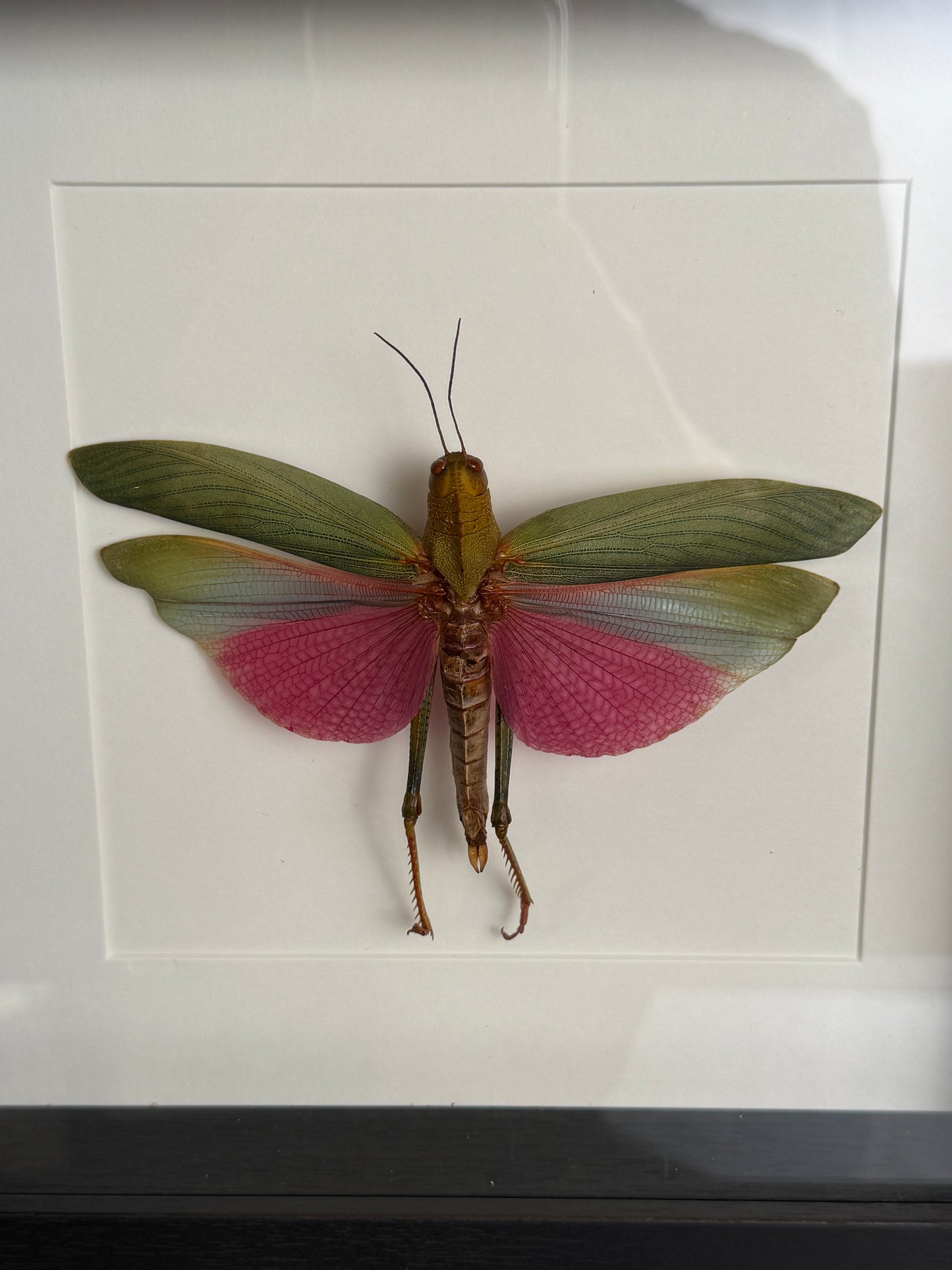 Sprinkhaan in lijst - Lophacris Cristata