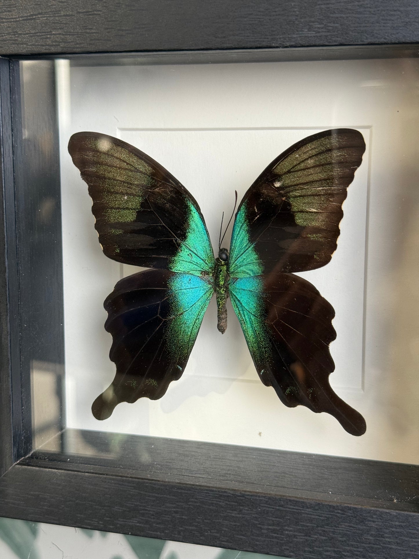 🦋Vlinder in lijst - Papilio Peranthus