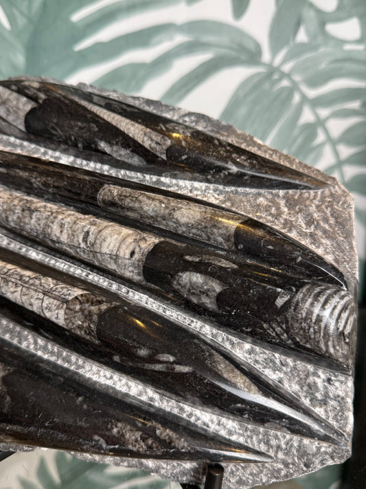 Orthocera fossiel -#no.164