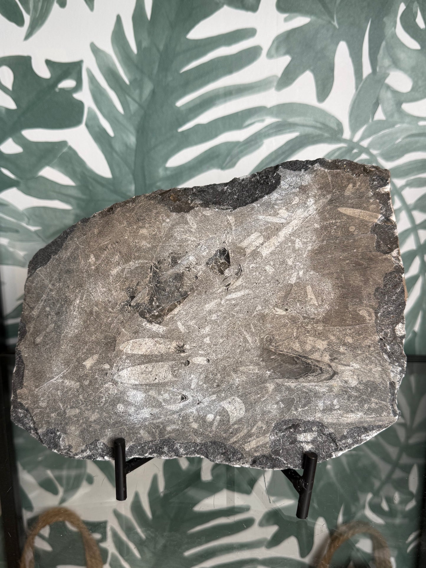 Orthocera fossiel -#no.164