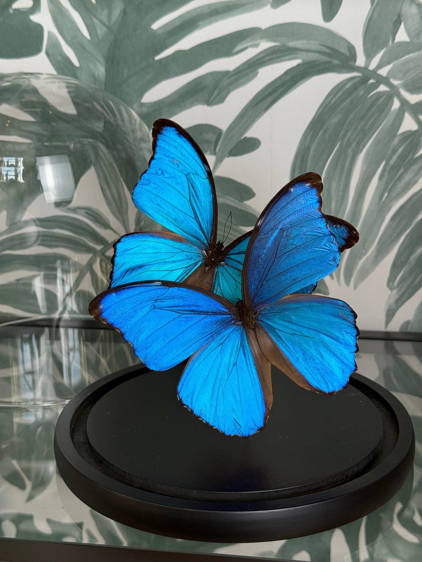 🦋 Vlinders in stolp - Morpho Didus (Giant Blue Morpho)