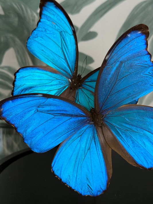 🦋 Vlinders in stolp - Morpho Didus (Giant Blue Morpho)