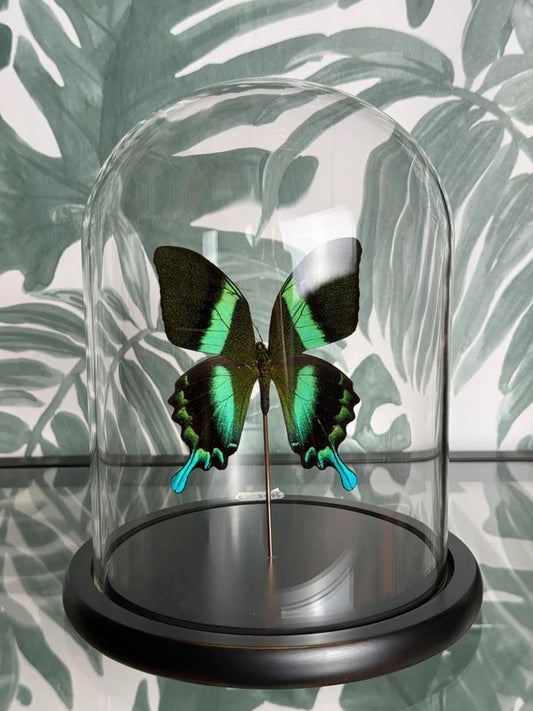 🦋 Vlinder in stolp – Papilio Blumei (Peacock Swallowtail)